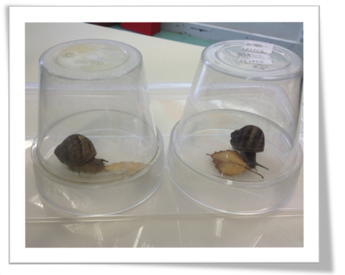 Sciences : Les escargots-observations
