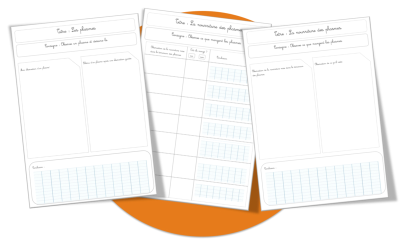 Sciences : les phasmes