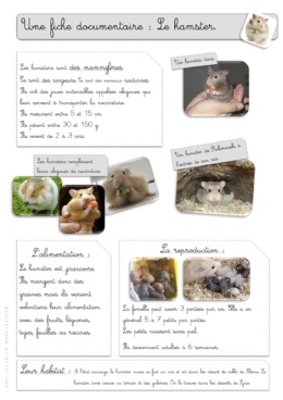 Rallye-lecture "Hamsters"