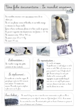 Fiche documentaire sur le manchot empereur.