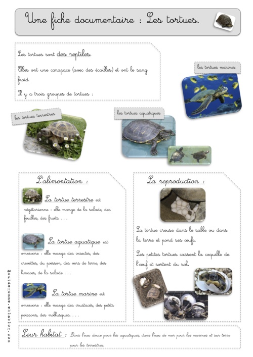 La tortue : fiche documentaire. CE1