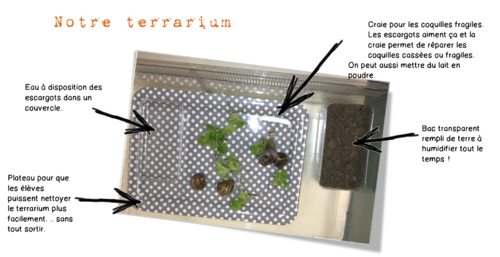 Sciences : Les escargots-observations