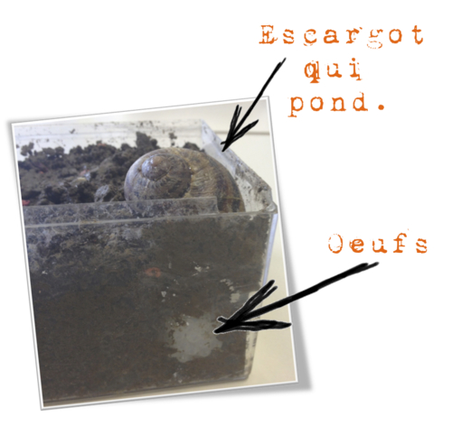 Sciences : la reproduction des escargots