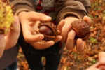 des marrons et leur bogues