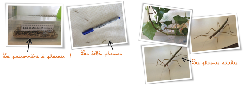 Sciences : les phasmes